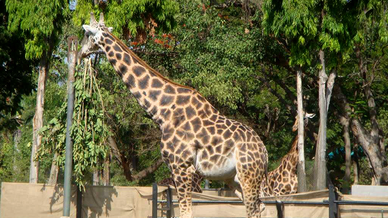 Mysore Zoo